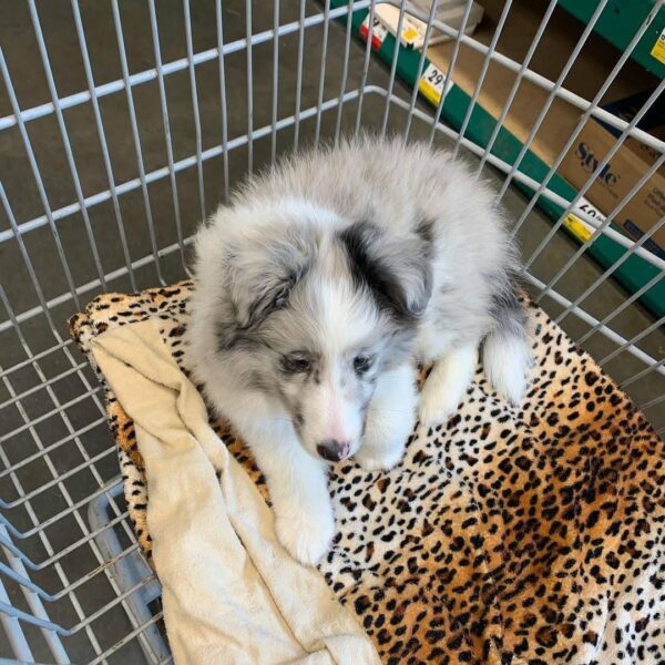 Candy 🐾
