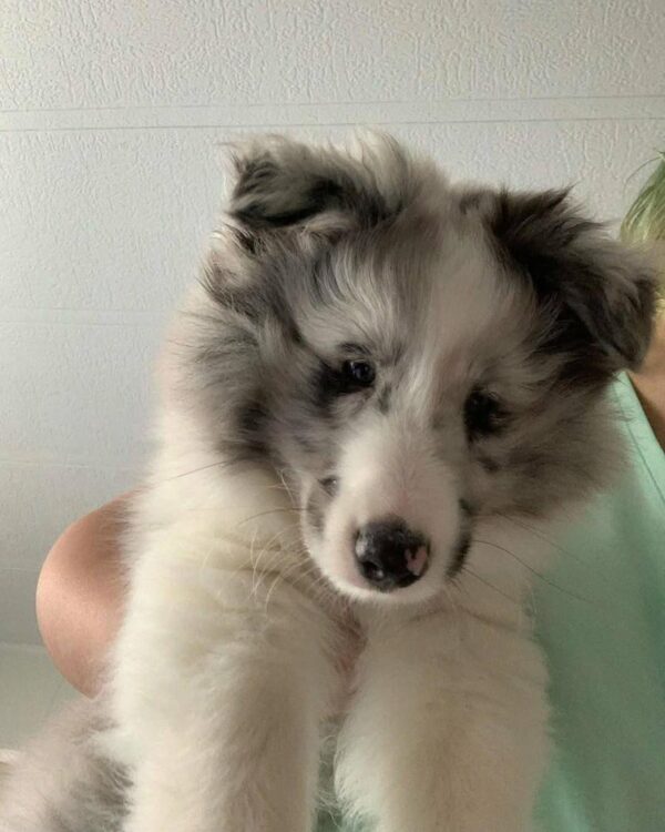 Candy 🐾