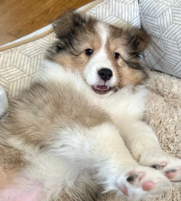 Bella