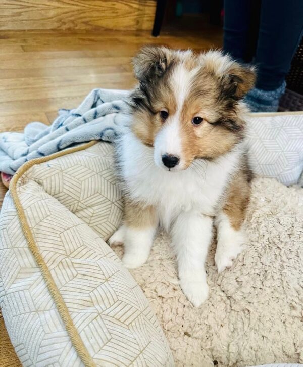 Bella