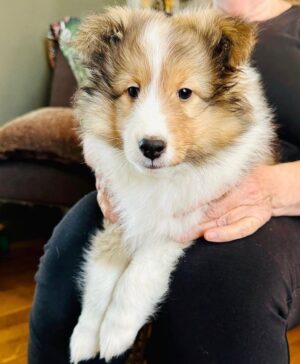 Bella