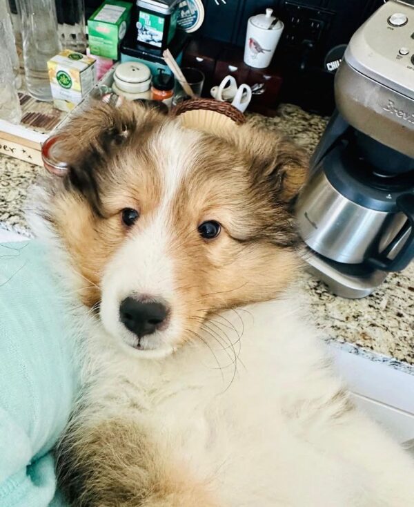 Bella