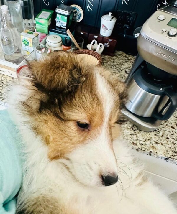 Bella
