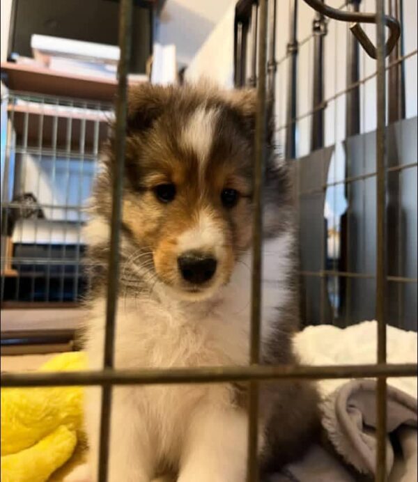 Max