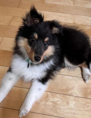 Rocky