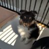 Rocky