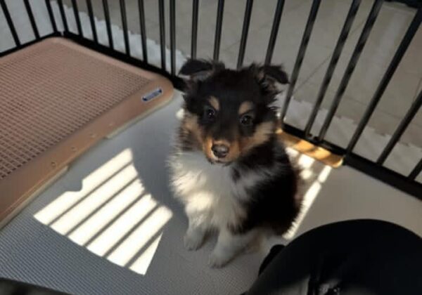 Rocky