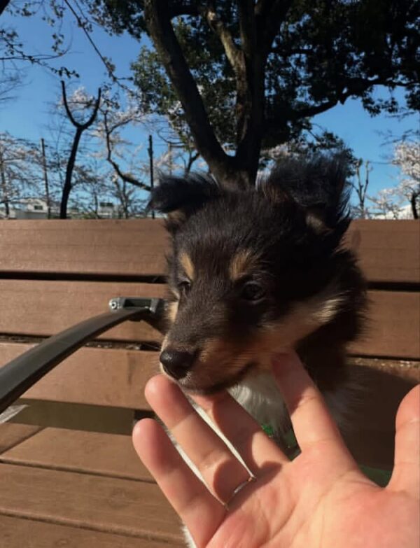 Rocky