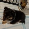 Rocky