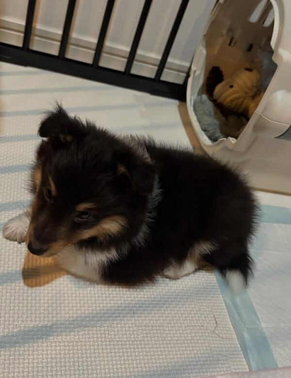 Rocky