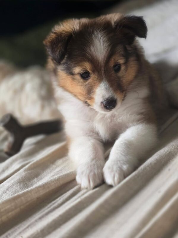 Luna