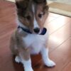 Charlie