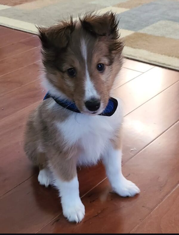 Charlie