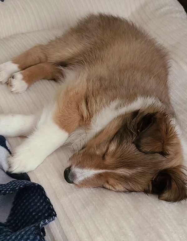 Charlie
