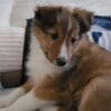Charlie
