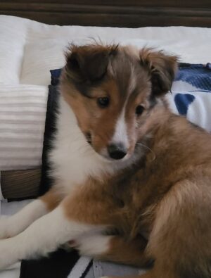 Charlie