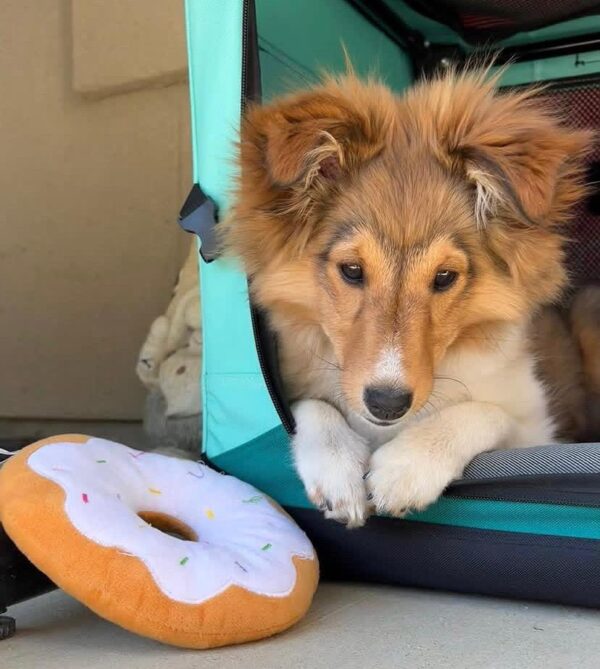Molly