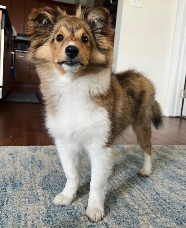 Molly