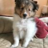 Rosie
