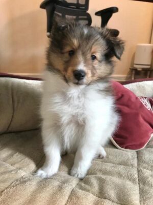 Rosie