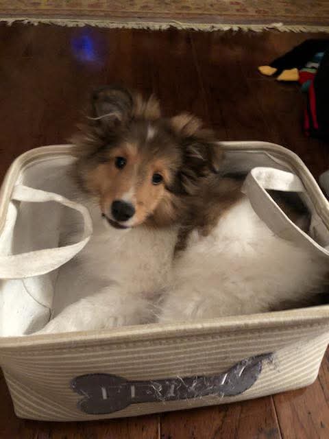 Rosie