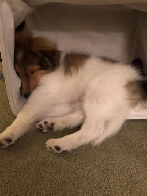 Rosie