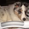 Cooper