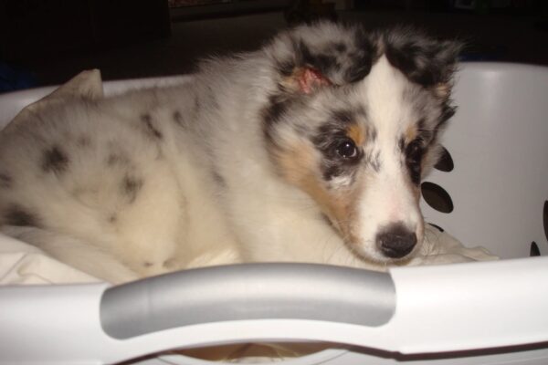 Cooper