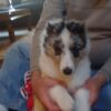 Cooper