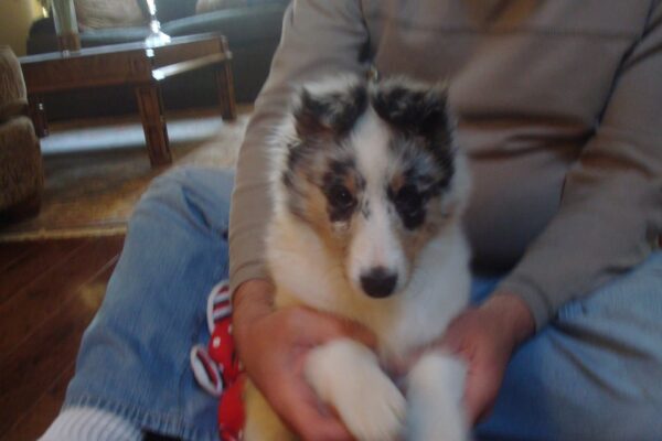 Cooper