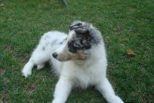 Cooper