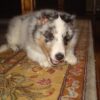 Cooper