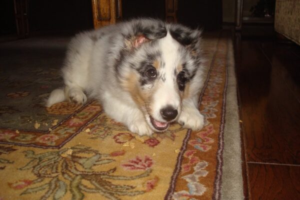 Cooper